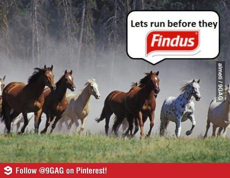 Horse meat found in Findus lasagne - yummmm!