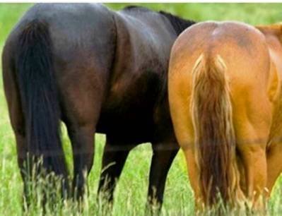 Two horses' asses