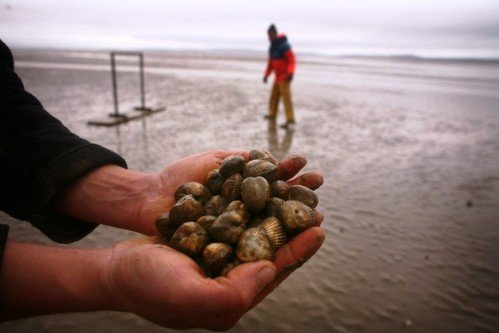 Morecambe Bay Cockles