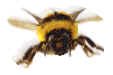 Bee on a (military) mission